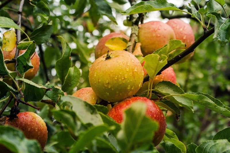 Fruits